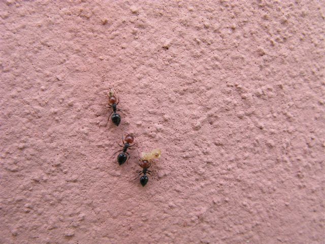 Crematogaster scutellaris